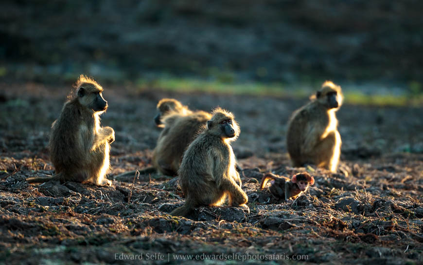 Wildlife image from photo safari with edward selfe in south luangwa national park.