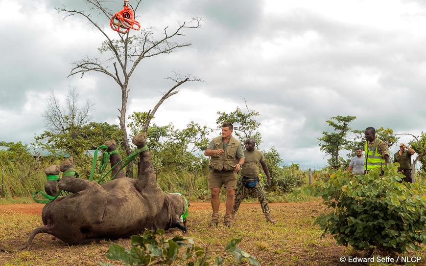Images of the rescue a wild black rhino and his safe return to north luangwa national park.
