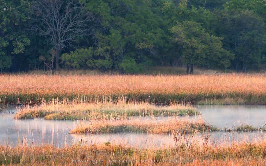 Wildlife image from photo safari with edward selfe.