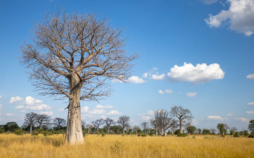 Images of wildlife from photo safari with edward selfe in south luangwa.