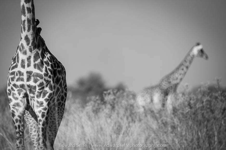 Giraffes on photo safari in South Luangwa National Park.