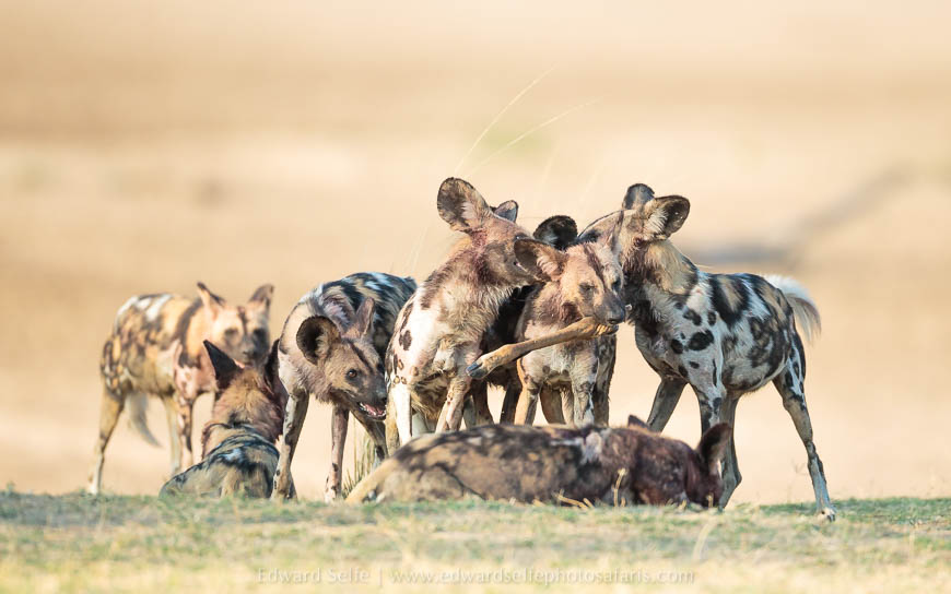 Wildlife image from photo safari with edward selfe in south luangwa national park.