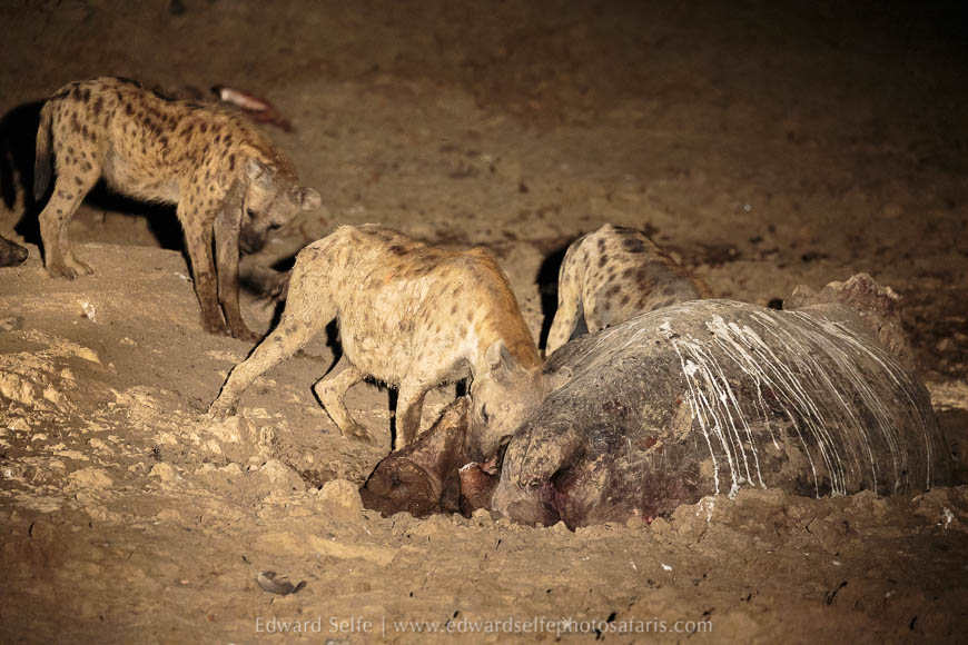 Wildlife image from photo safari with edward selfe in south luangwa national park.