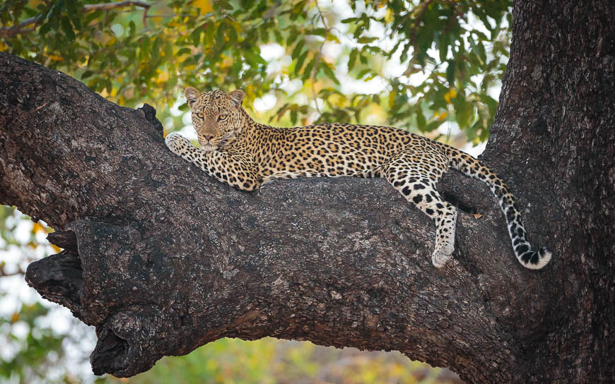 Wildlife image from photo safari with edward selfe in south luangwa national park.
