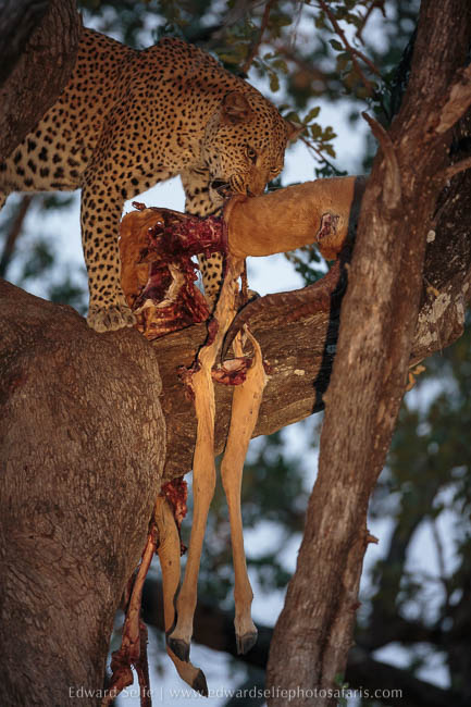 A female leopard and her cub feed on an impala carcass photo safari in south luangwa national park.