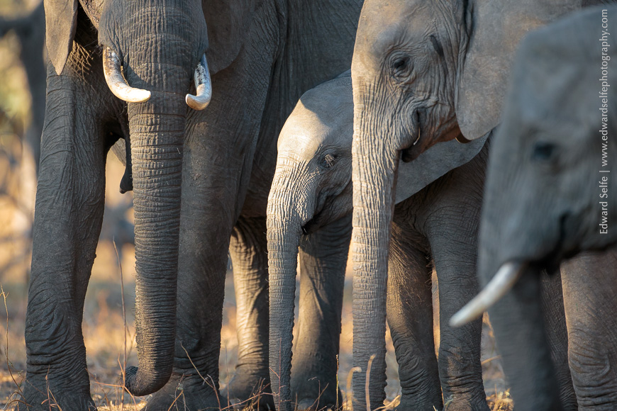 Tightly bunched elephants form a protective herd around the youngsters.