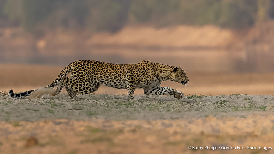 Image from pan-zambia photo safari by phox images