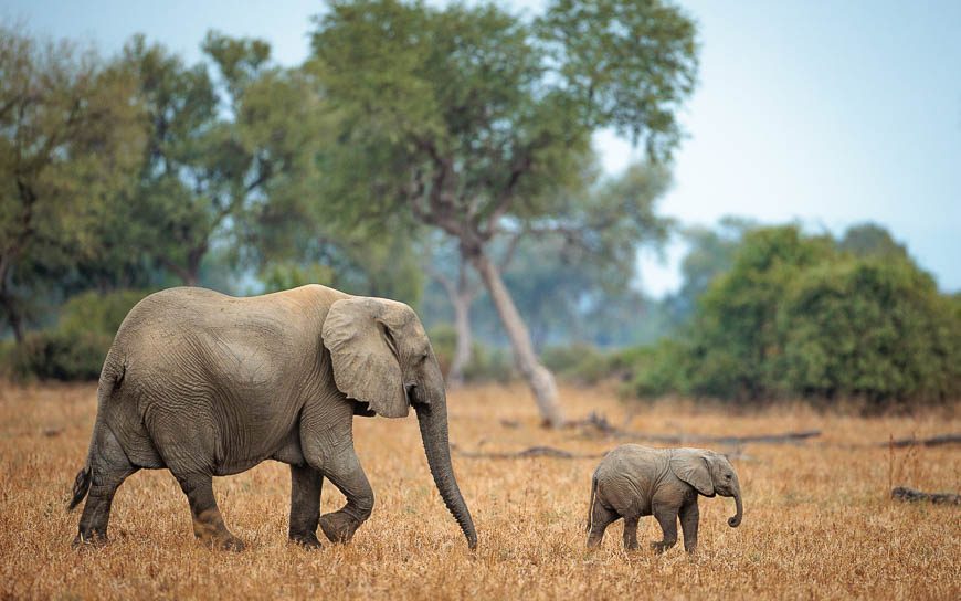 Images of wildlife from photo safari with edward selfe in the nsefu sector.