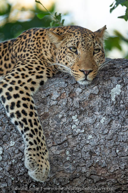 Wildlife image from photo safari with edward selfe.