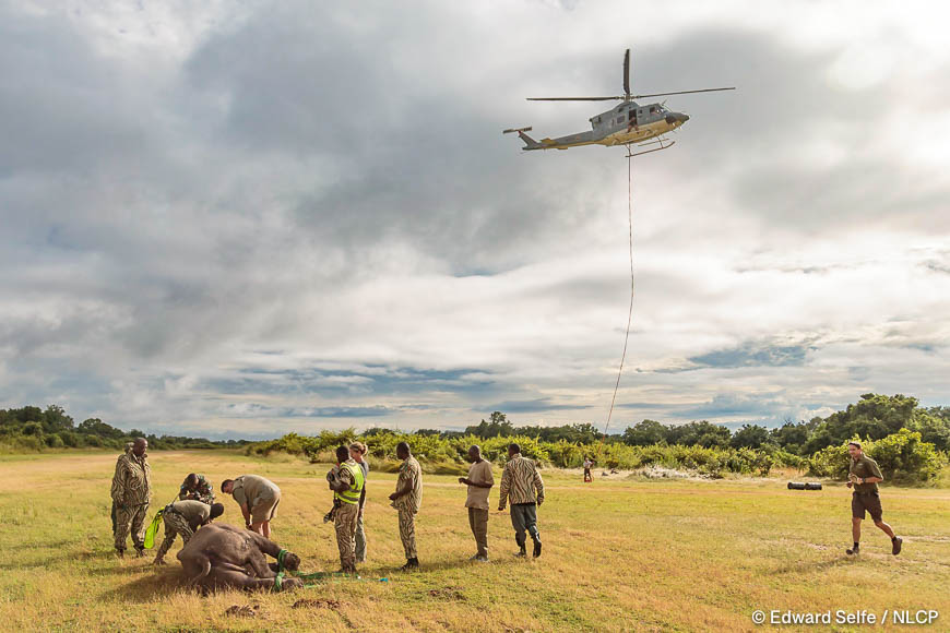 Images of the rescue a wild black rhino and his safe return to north luangwa national park.