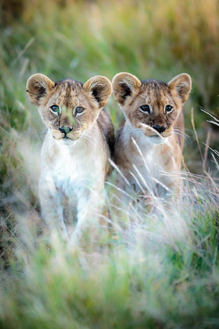 Images of wildlife from photo safari with edward selfe