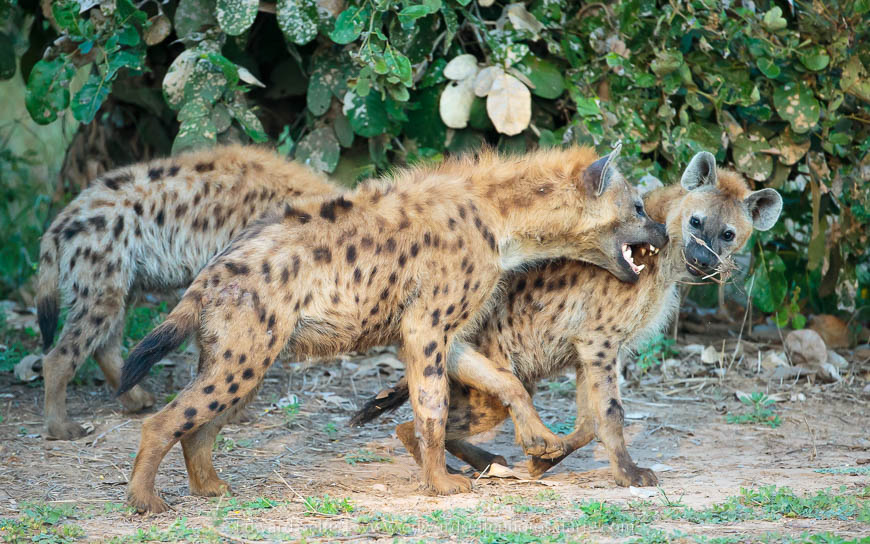 Wildlife image from photo safari with edward selfe.