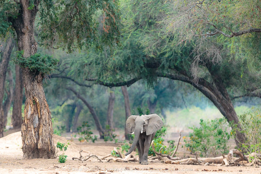 Wildlife image from photo safari with edward selfe safaris.