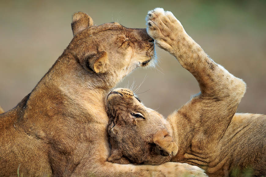 Images of wildlife from photo safari with edward selfe in zambia.