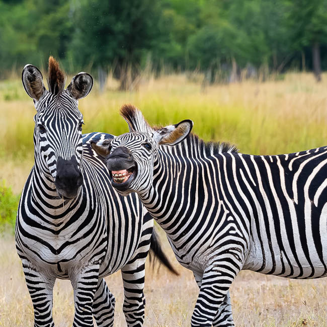 Wildlife image from South Luangwa by Mike White