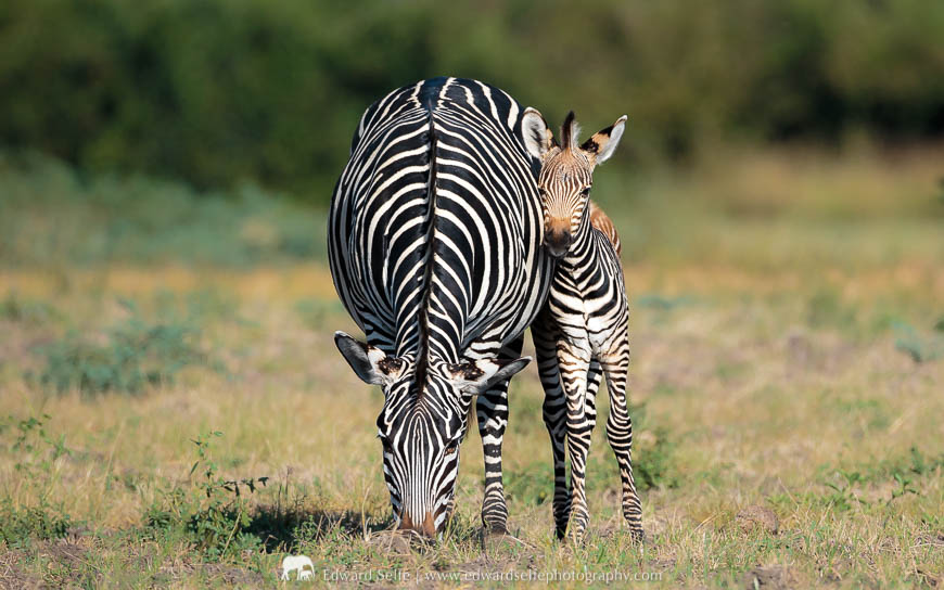 A young zebra leans against his mother in South Luangwa National Park.