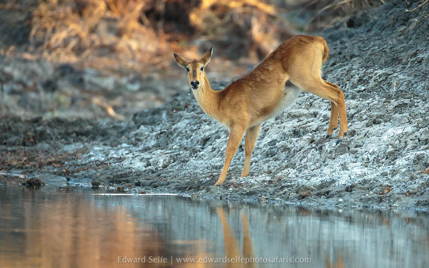 Wildlife image from a photo safari with edward selfe.