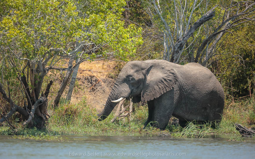 Wildlife image from photo safari with edward selfe.