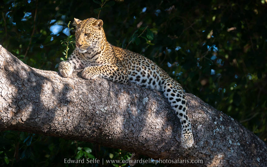 Wildlife image from photo safari with edward selfe.