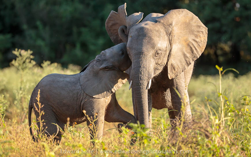 Wildlife image from photo safari with edward selfe.