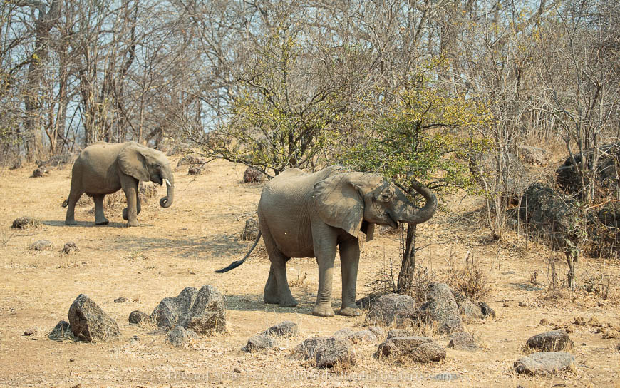 Wildlife image from photo safari with edward selfe in south luangwa national park.