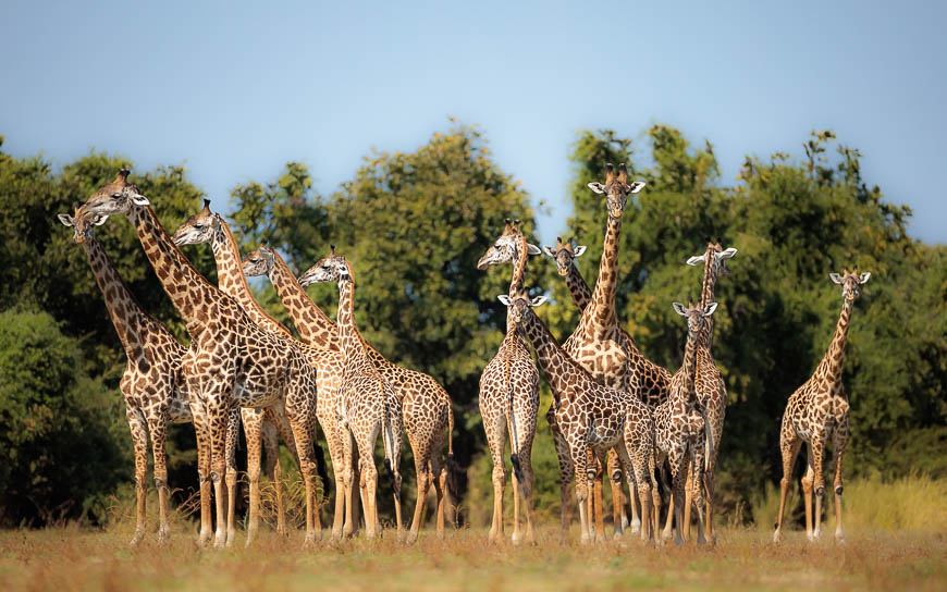 Images of wildlife from photo safari with edward selfe in the nsefu sector.