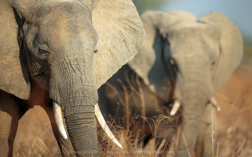 Wildlife image from photo safari with edward selfe in south luangwa national park.