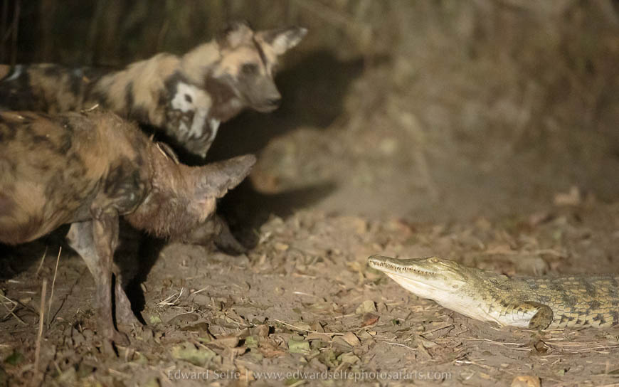 Wildlife image from photo safari with edward selfe in south luangwa national park.