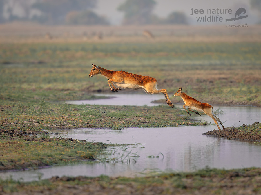 Wildlife image by john erik ellington from a photo safari in kafue national park with edward selfe.