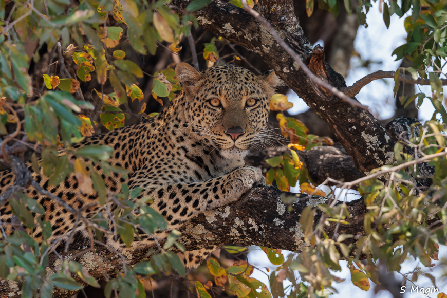 Wildlife image by Sharon Magin from photo safari in Zambia with Edward Selfe.