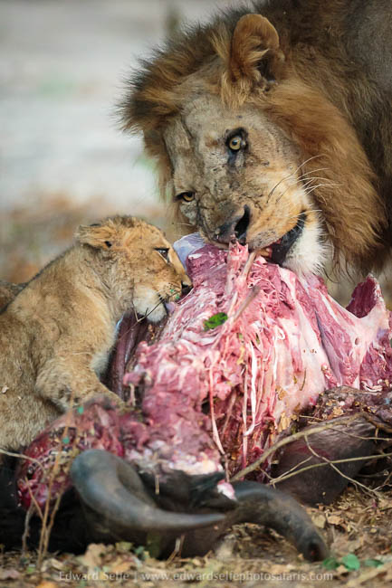 Wildlife image from a photo safari with edward selfe.