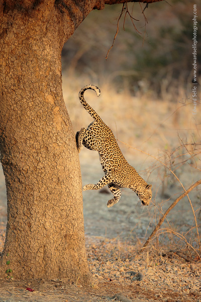 A leopard descends a sausage tree in golden light.