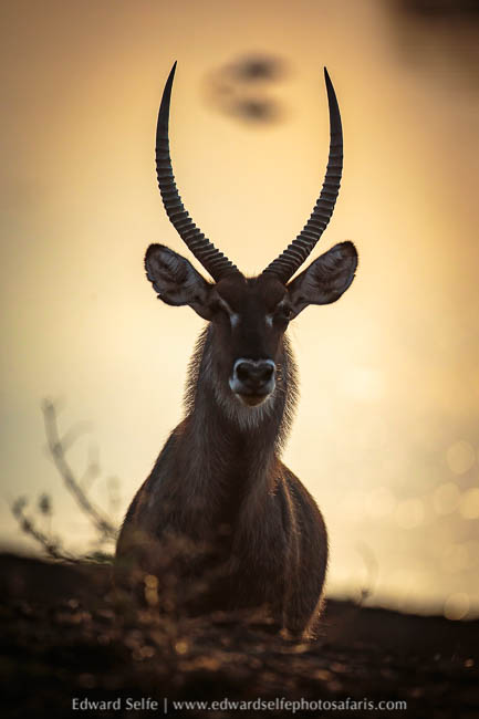 Wildlife image from photo safari with edward selfe.