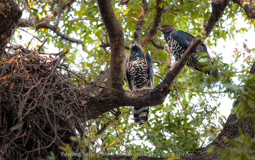 Wildlife image from photo safari with edward selfe.