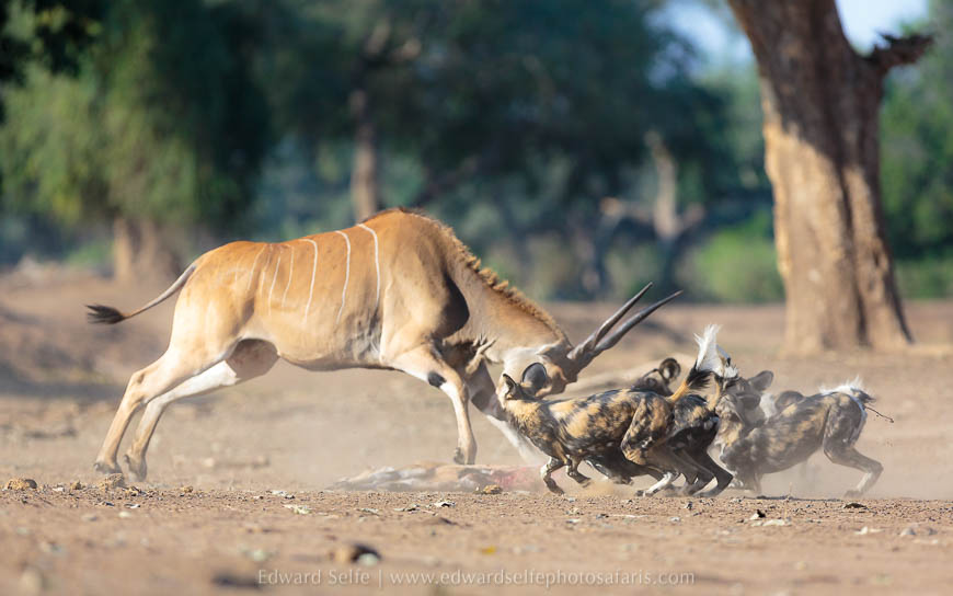 Wildlife image from photo safari with edward selfe in south luangwa national park.