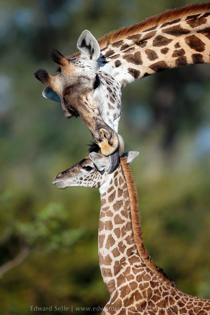 Wildlife image from photo safari with edward selfe.