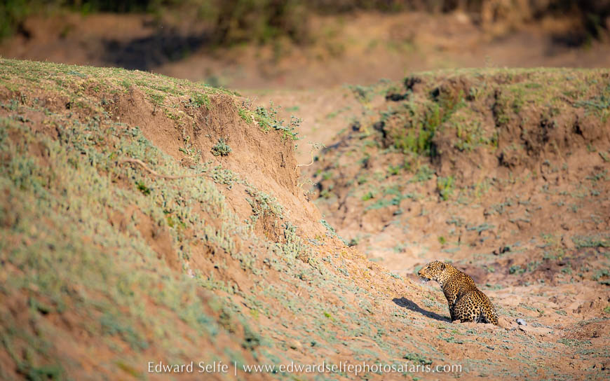Wildlife image from photo safari with edward selfe.