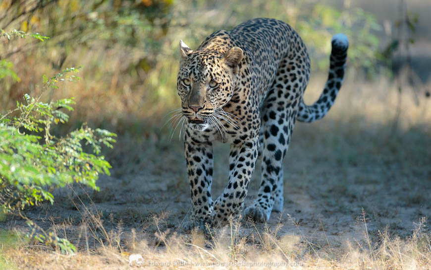 A female leopard approaches our vehicle in South Luangwa National Park