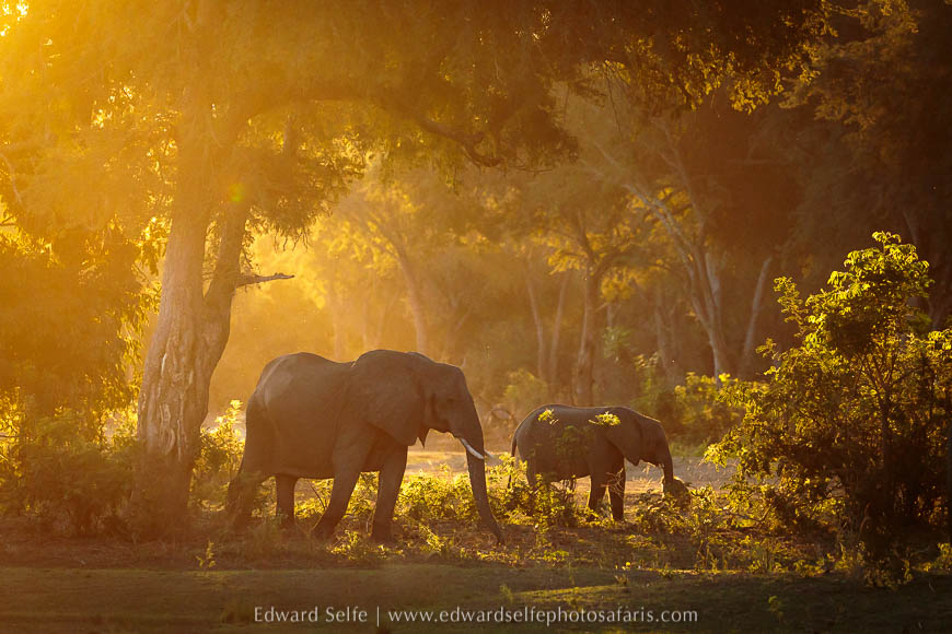 Wildlife image from a photo safari with edward selfe.