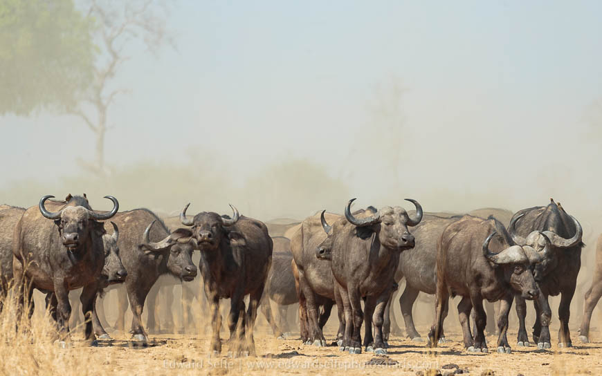 Wildlife image from photo safari with edward selfe in south luangwa national park.