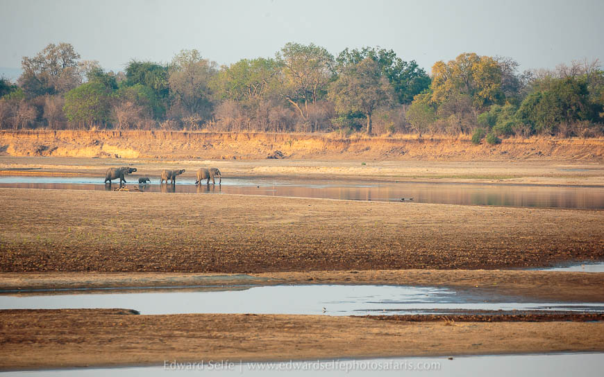 Wildlife image from photo safari with edward selfe in south luangwa national park.