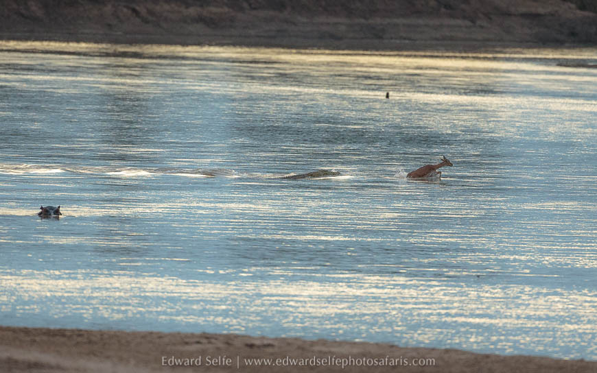 Crocodile chases impala that has fled from wild dogs on photo safari in south luangwa national park.