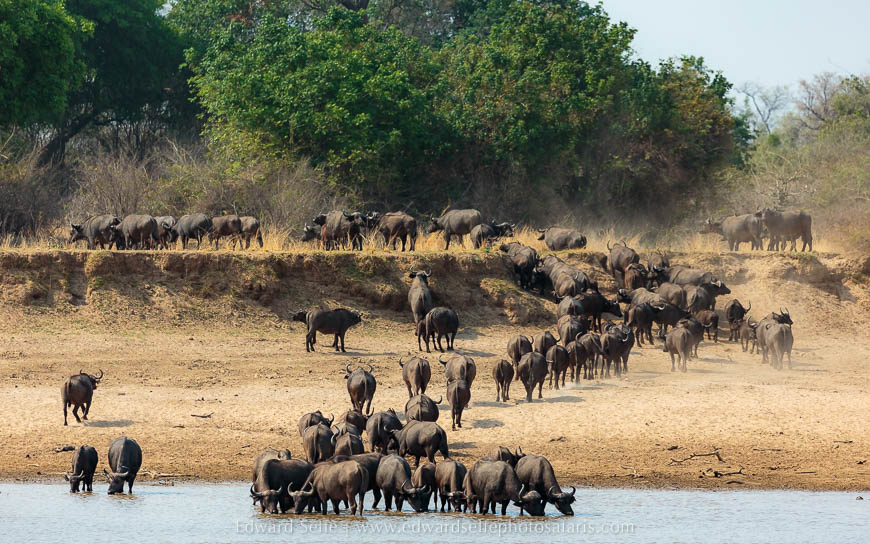 Wildlife image on photo safari with edward selfe in south luangwa national park.