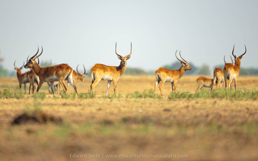 Wildlife image from photo safari with edward selfe safaris.