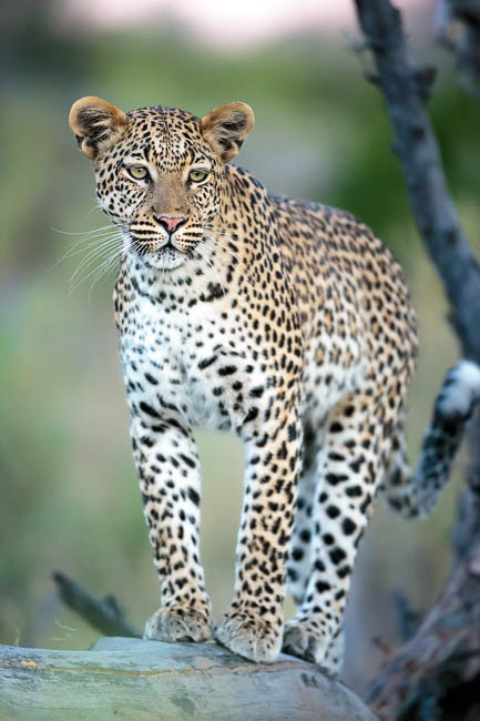 Images of wildlife from photo safari with edward selfe