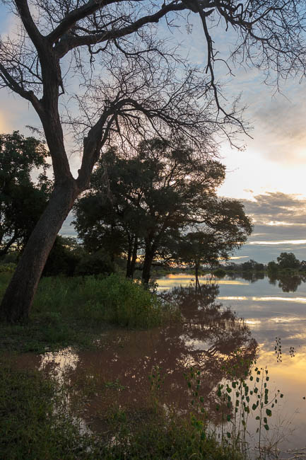 Wildlife image from photo safari with edward selfe in south luangwa national park.