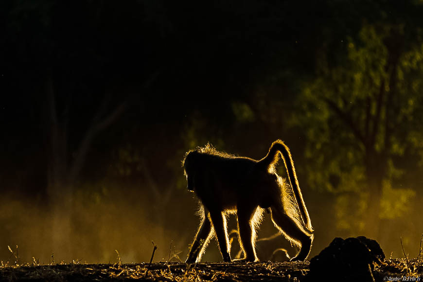 Andre erlichs image of wildlife from photo safari with edward selfe in zambia.