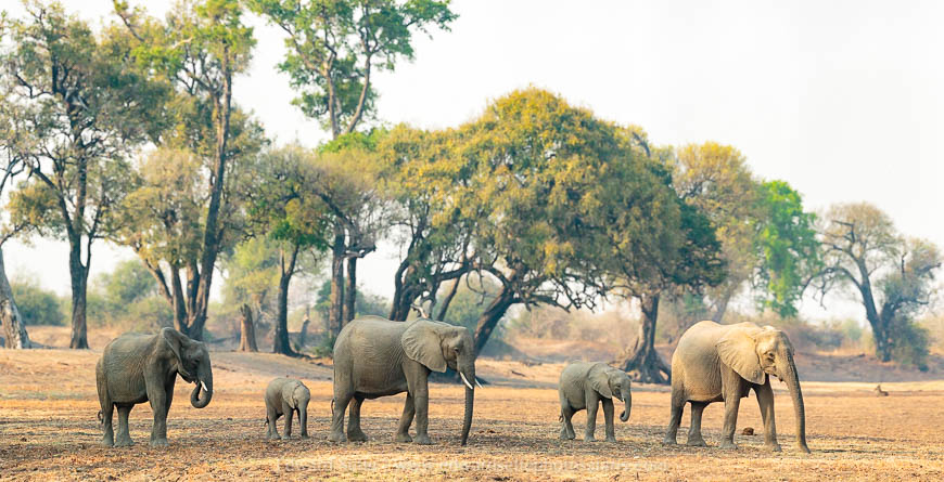 Wildlife image on photo safari with edward selfe in south luangwa national park.
