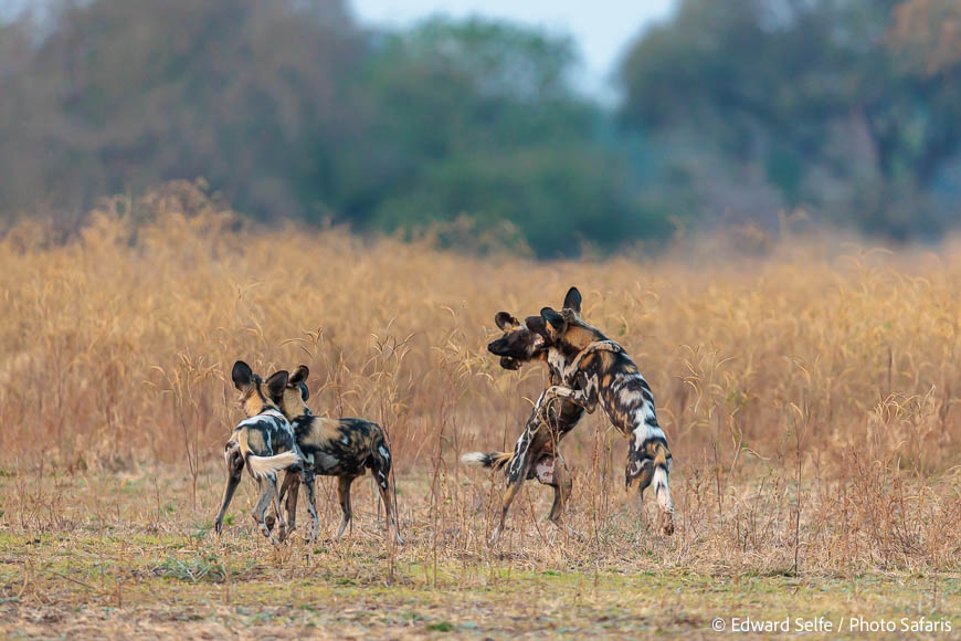 Image from exclusive luangwa photo safari by edward selfe