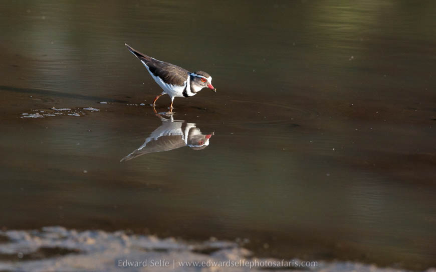 Wildlife image from photo safari with edward selfe in south luangwa national park.